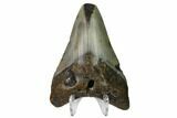 Bargain, Fossil Megalodon Tooth - North Carolina #152998-2